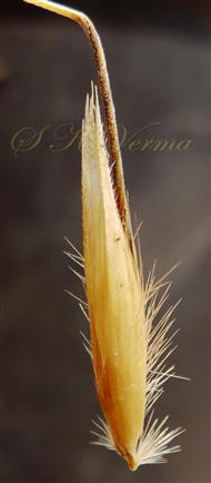  Floret with lemma (apex 4-toothed)